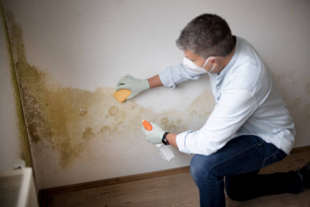Best Emergency Mold Remediation  in Crowley, LA